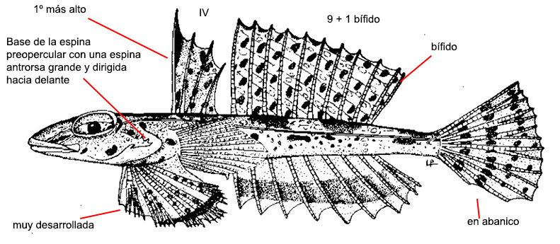 Callionymus fasciatus_01.jpg